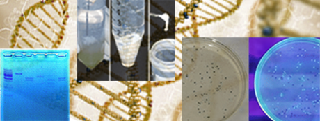 バイオテクノロジー教材キット