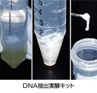 DNA抽出キット