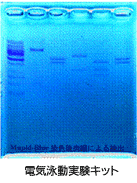 電気泳動実験キット