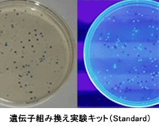 遺伝子組み換えキットStadard